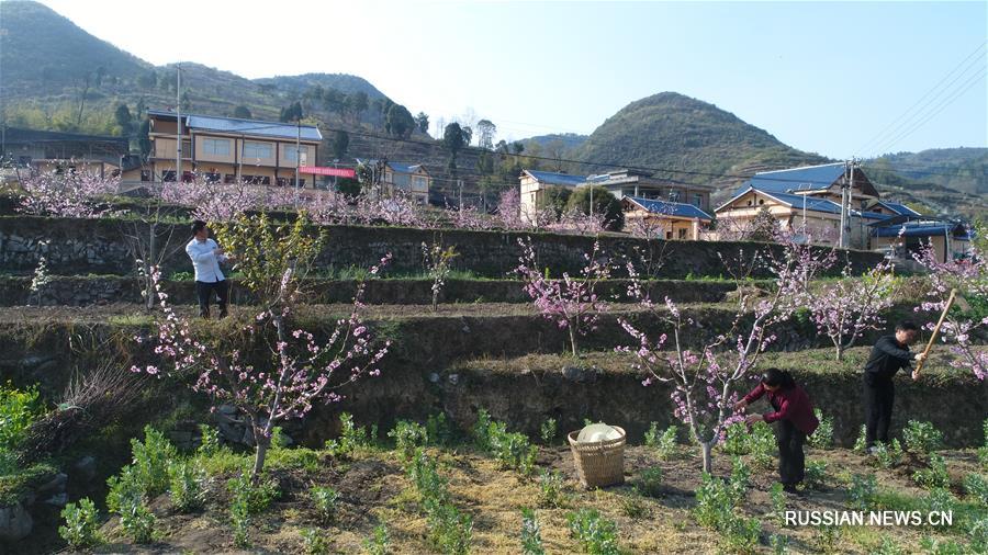 "Зеленый коридор" персиковых и сливовых деревьев в провинции Гуйчжоу 