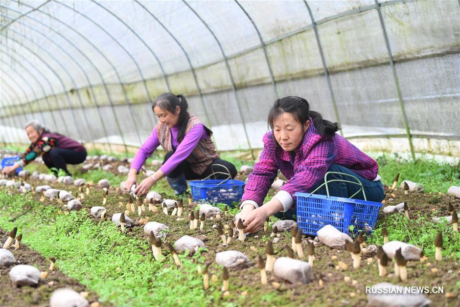 Стратегия "трех превращений" способствует развитию сельской местности в Чунцине