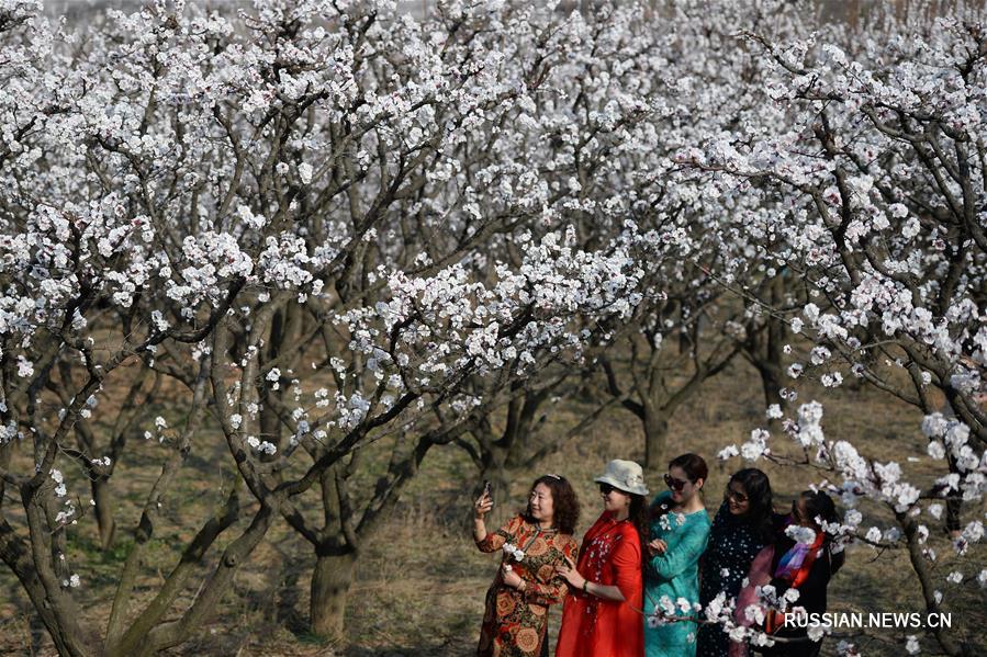 Цветущие абрикосовые деревья в провинции Шэньси