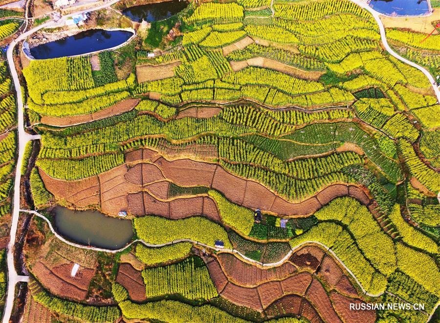 Цветущие рапсовые поля в Чунцине