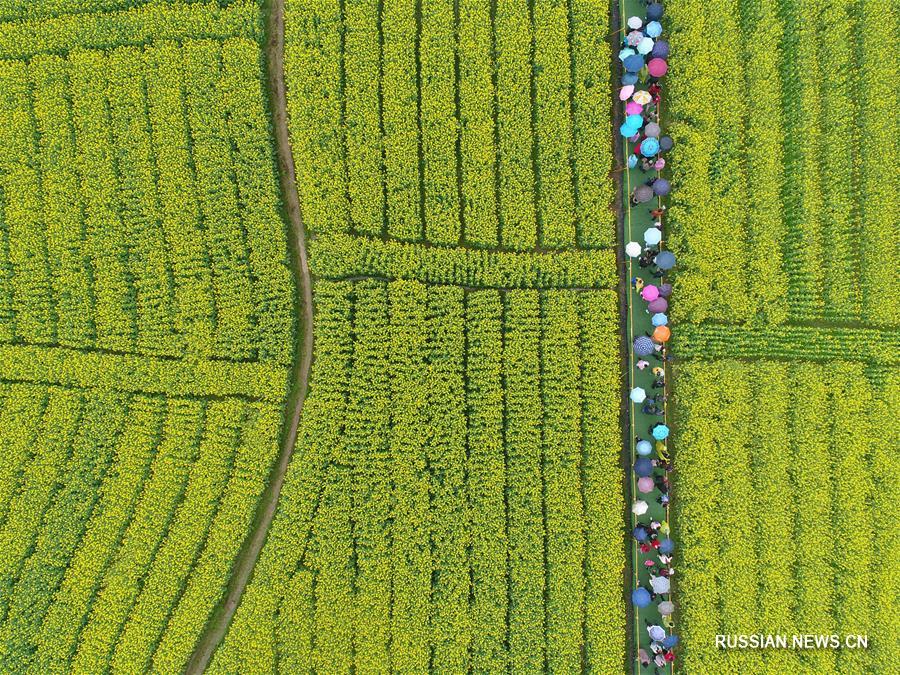 Цветение рапса в провинции Хунань