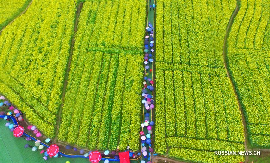 Цветение рапса в провинции Хунань