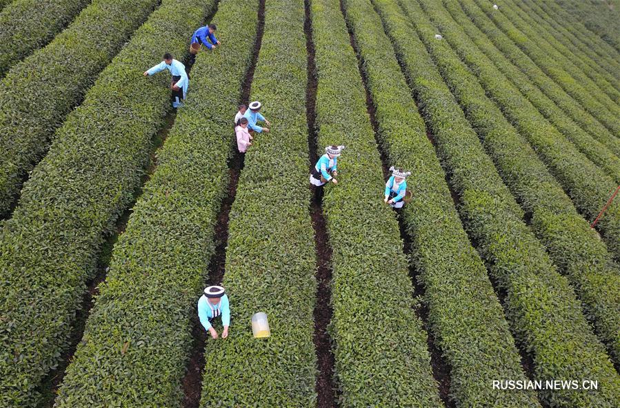 Сбор весеннего чая на чайных плантациях в провинции Гуйчжоу