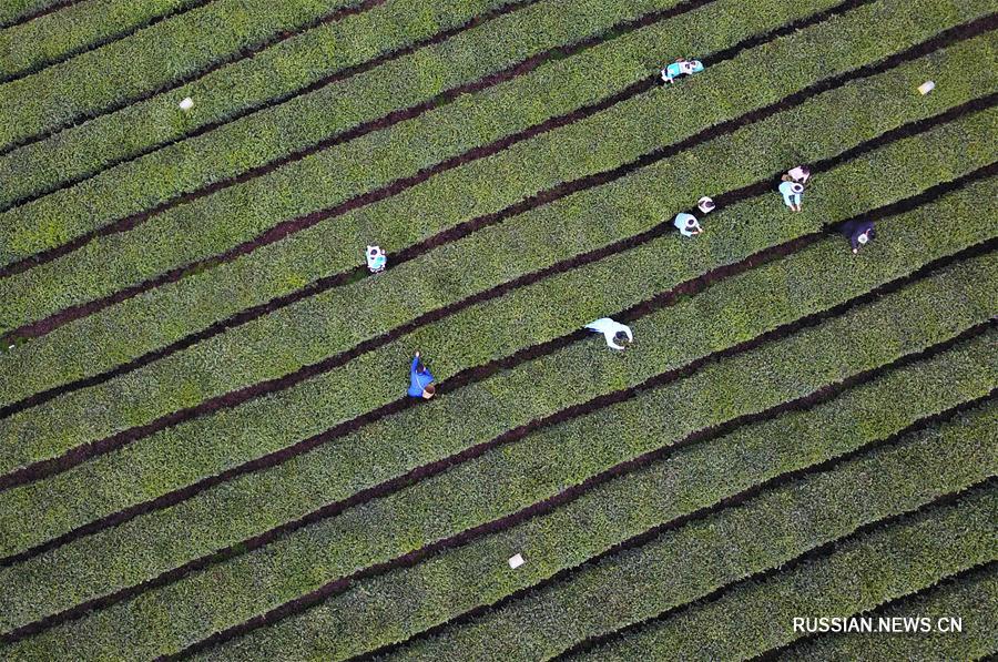 Сбор весеннего чая на чайных плантациях в провинции Гуйчжоу