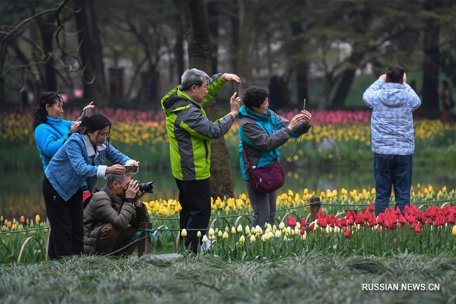 Цветение весны в Ханчжоу