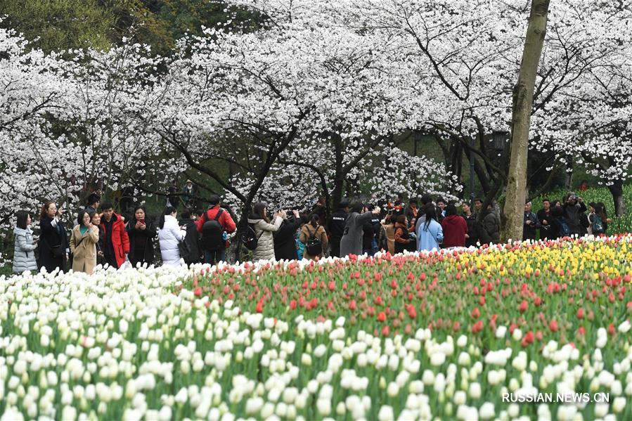 Цветение весны в Ханчжоу