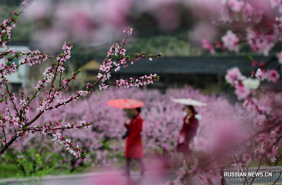 Цветущий март в Китае