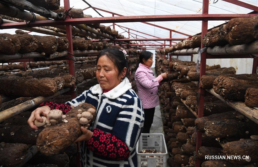 Грибы помогли поднять благосостояние фермеров из бедных горных районов Чунцина