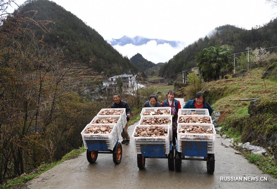 Грибы помогли поднять благосостояние фермеров из бедных горных районов Чунцина