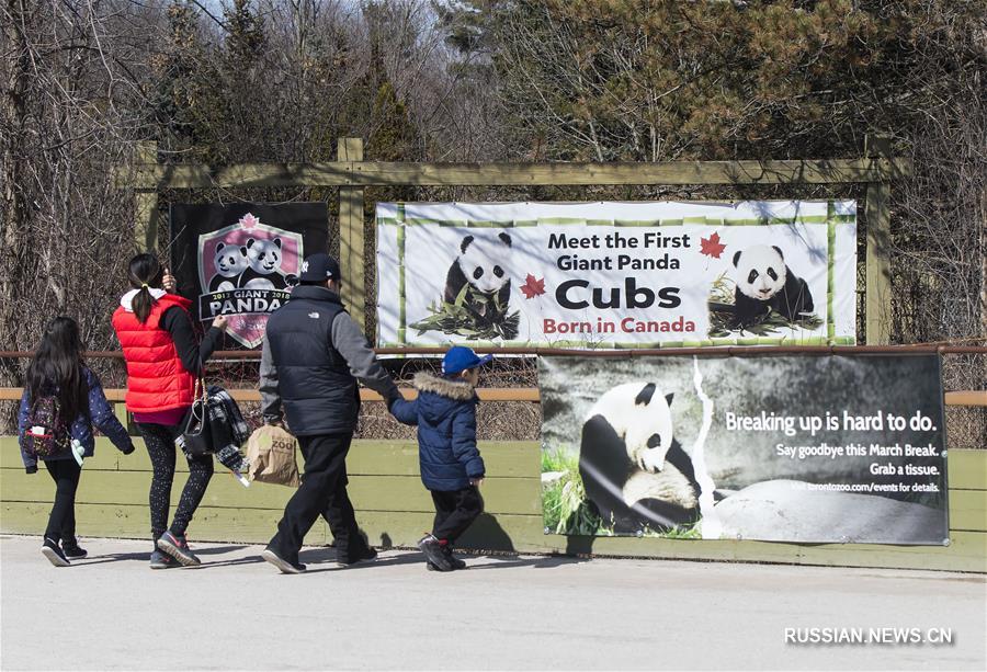 Панды покидают гостеприимный Торонто