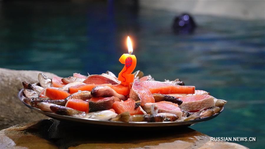 В Приморском океанариуме отметили день рождения байкальских нерп