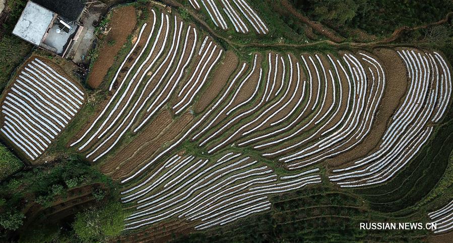 Весенние поля в Гуанси-Чжуанском АР