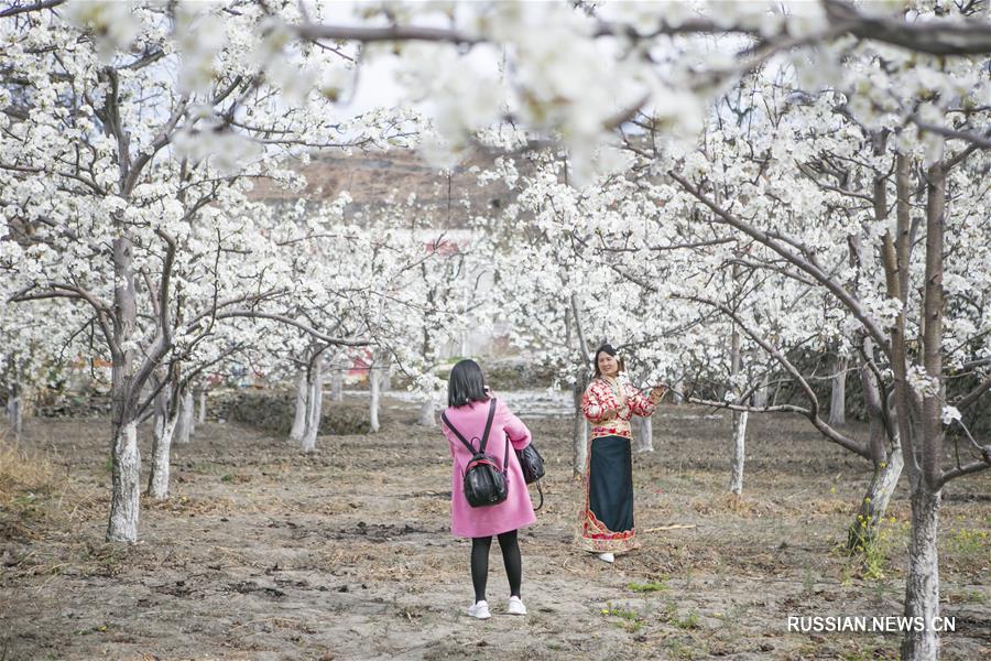 Цветущие грушевые деревья в провинции Сычуань