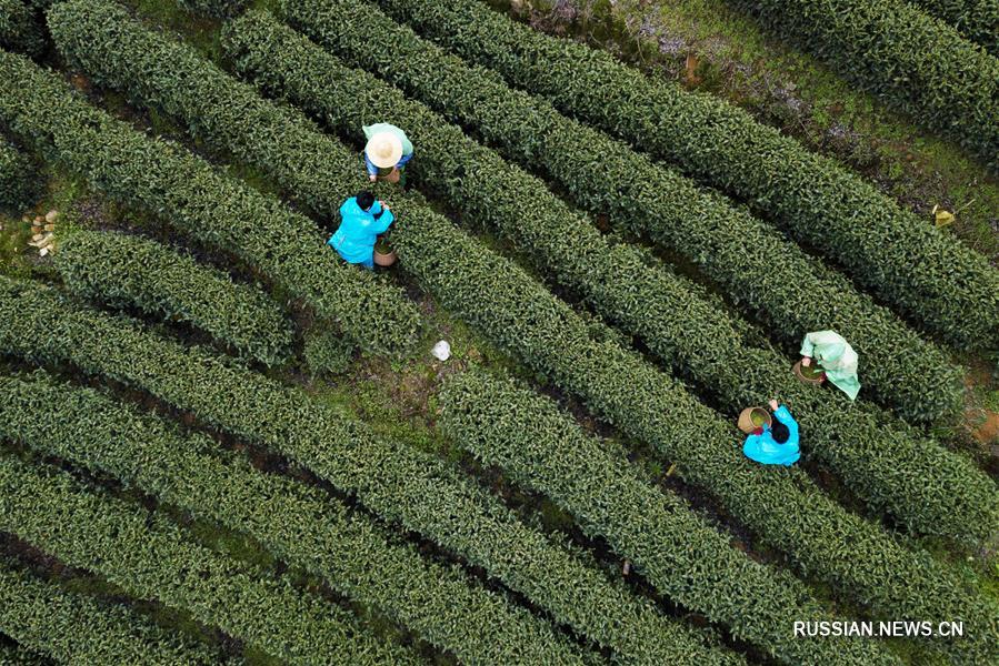 Сбор чая "лунцзин" в Ханчжоу