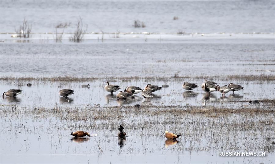 Перелетные птицы отдыхают на озере под Пекином