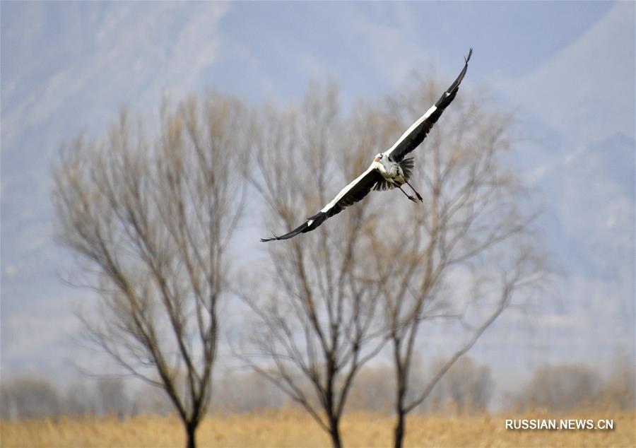 Перелетные птицы отдыхают на озере под Пекином