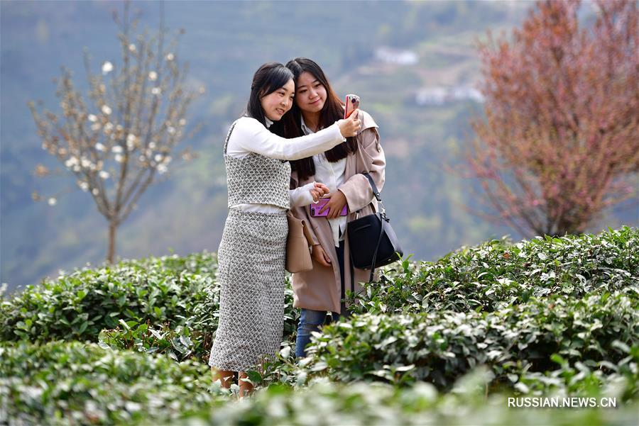 Весна на чайных плантациях в горах провинции Шэньси