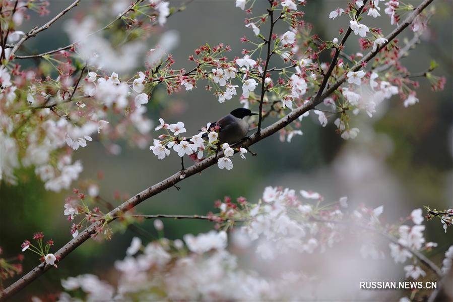Весна в Китае