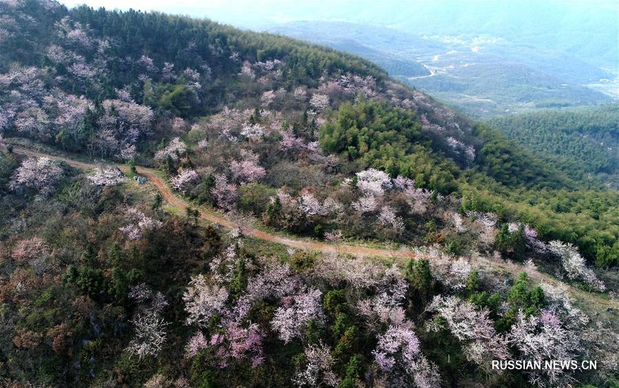 Цветение дикой вишни в горах провинции Хубэй