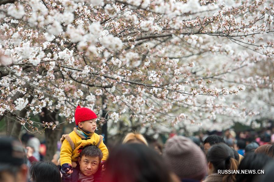 Цветение вишни в Нанкине