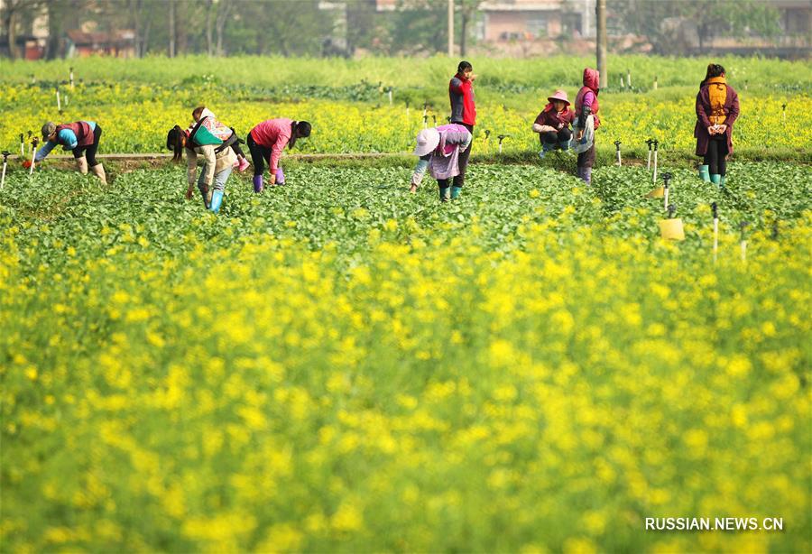 Весенние хлопоты китайских фермеров