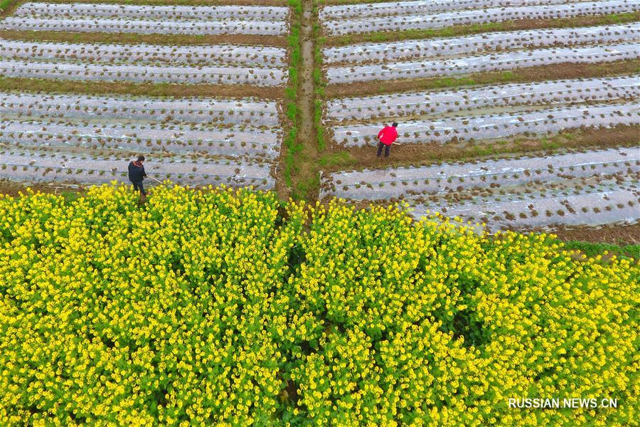 Весенние хлопоты китайских фермеров