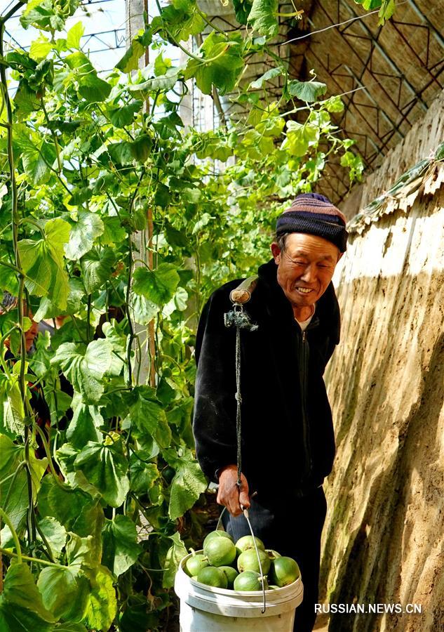 Выращивание дынь в уезде Лаотин провинции Хэбэй