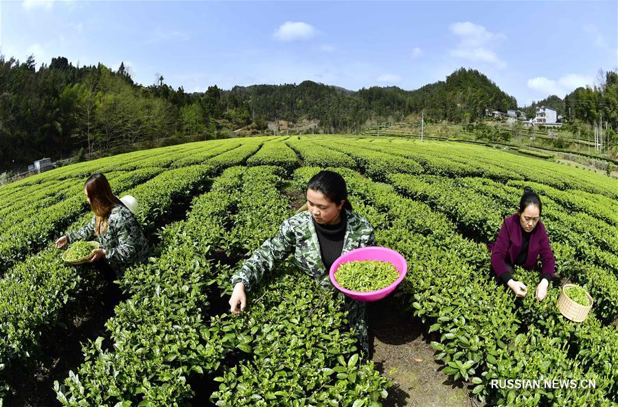 Сбор весеннего чая в Китае