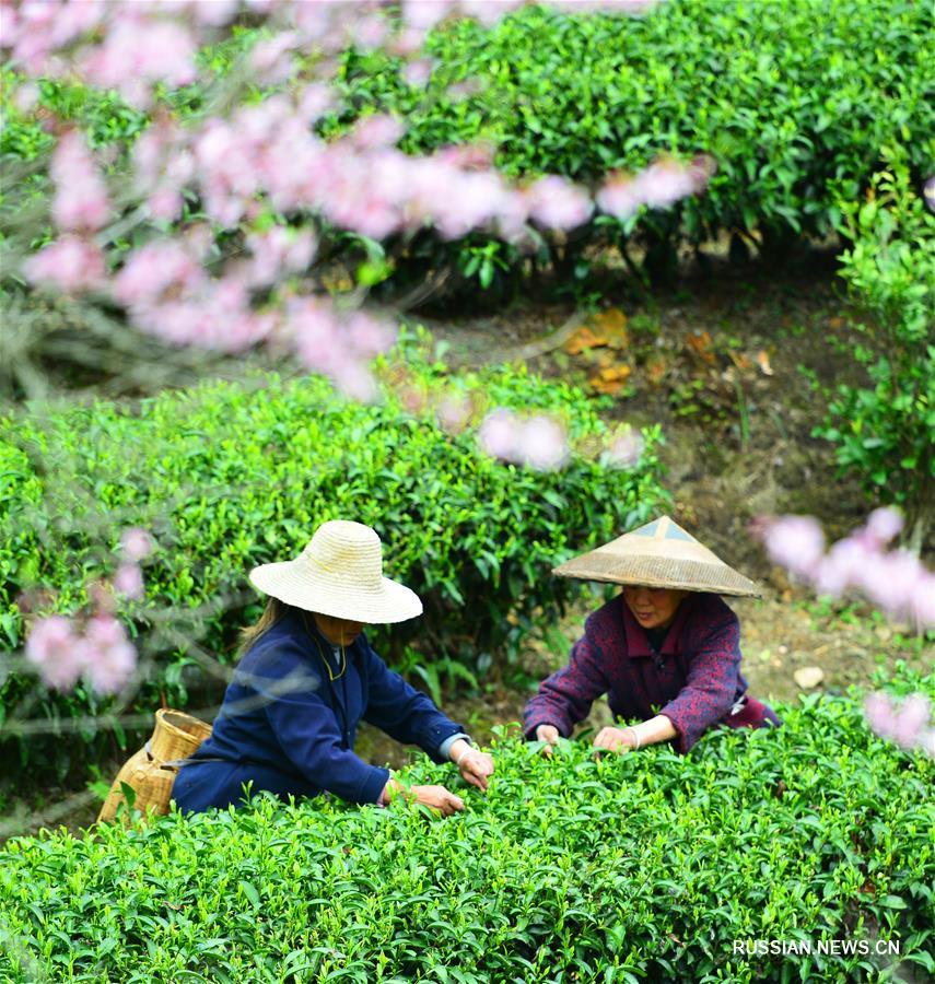 Сбор весеннего чая в Китае
