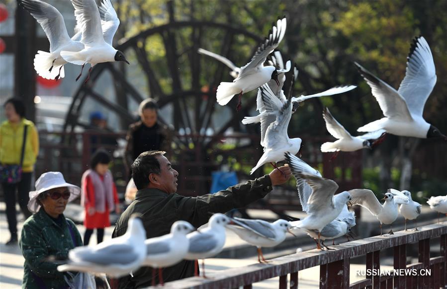 Озерные чайки в Куньмине