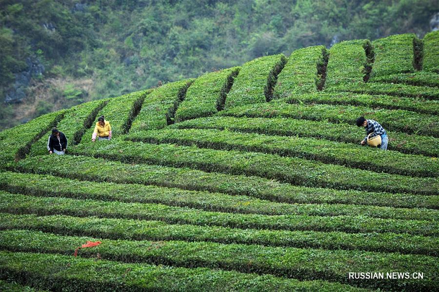 Сбор весеннего чая в провинции Гуйчжоу на юго-западе Китая