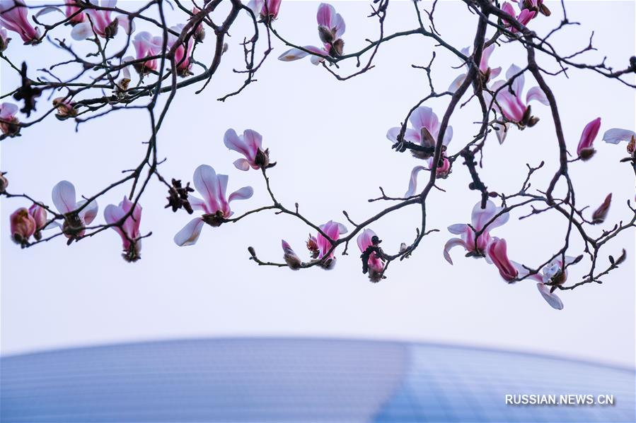 Весна в китайской столице