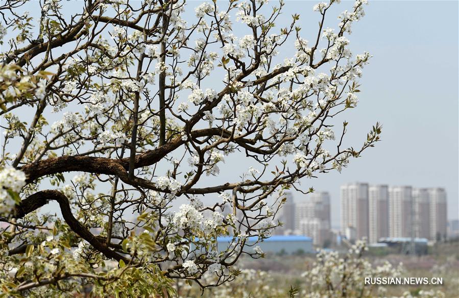 В провинции Юньнань зацвели грушевые деревья