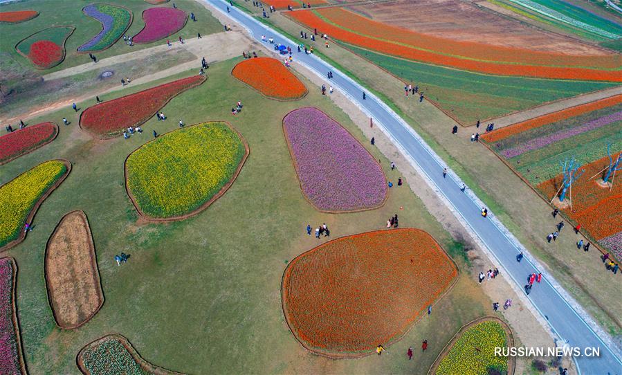 Миллионы тюльпанов зацвели в провинции Аньхой