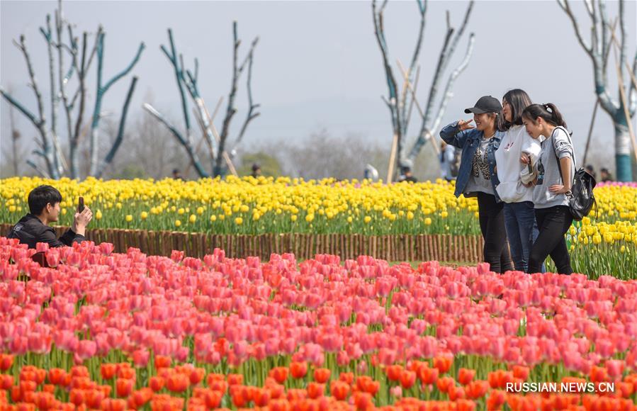 Миллионы тюльпанов зацвели в провинции Аньхой