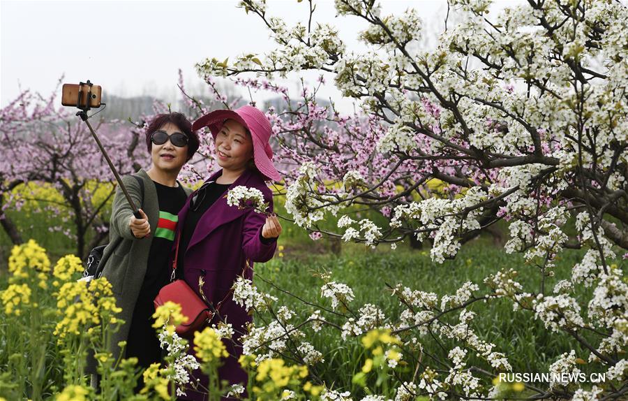 Весенние цветы в Шэньси
