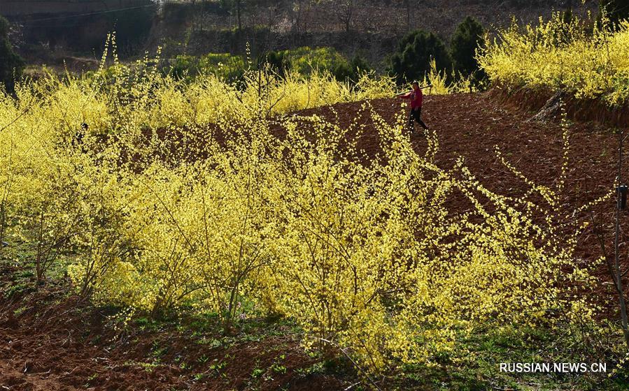 Выращивание форзиции повышает благосостояние фермеров в провинции Хэнань  