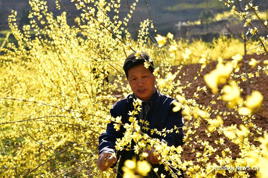 Выращивание форзиции повышает благосостояние фермеров в провинции Хэнань  