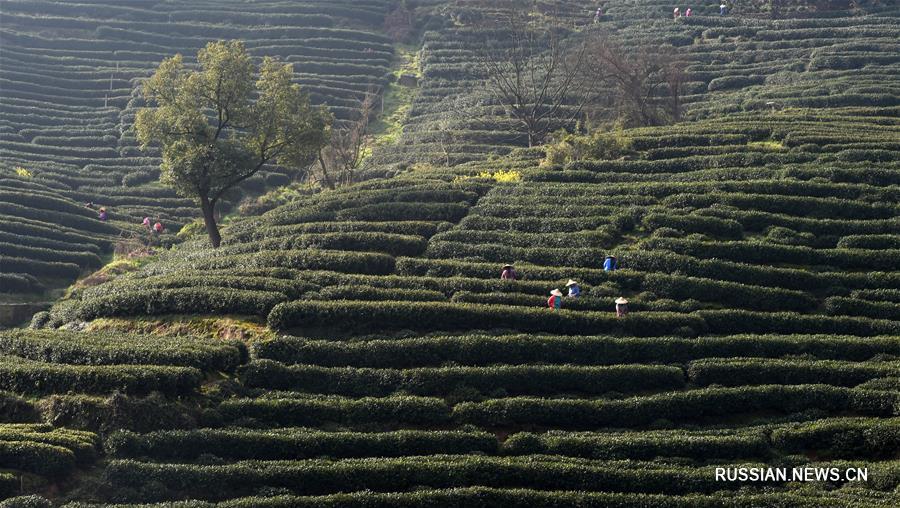 Сбор чая лунцзин в провинции Чжэцзян