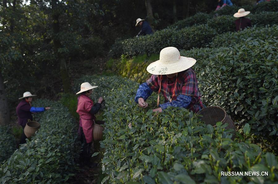 Сбор чая лунцзин в провинции Чжэцзян