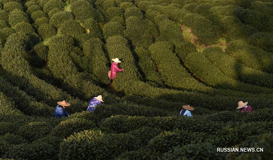 Сбор чая лунцзин в провинции Чжэцзян
