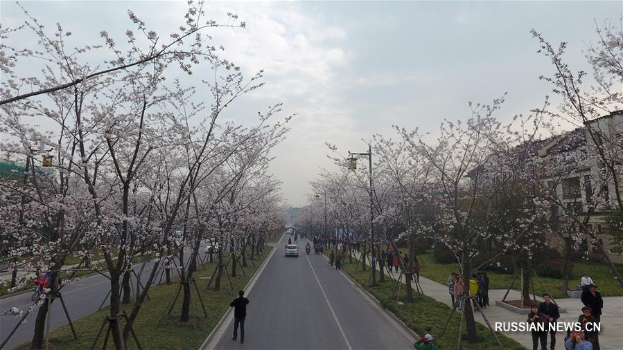 Цветущие вишневые деревья в провинции Цзянсу