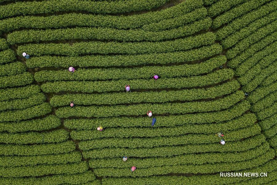 Чайные плантации в провинции Чжэцзян