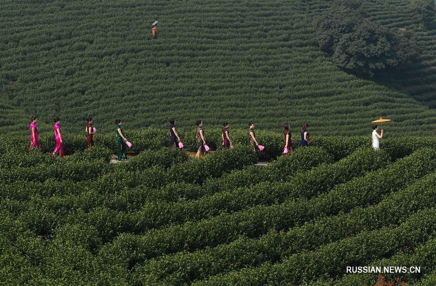 Чайные плантации в провинции Чжэцзян