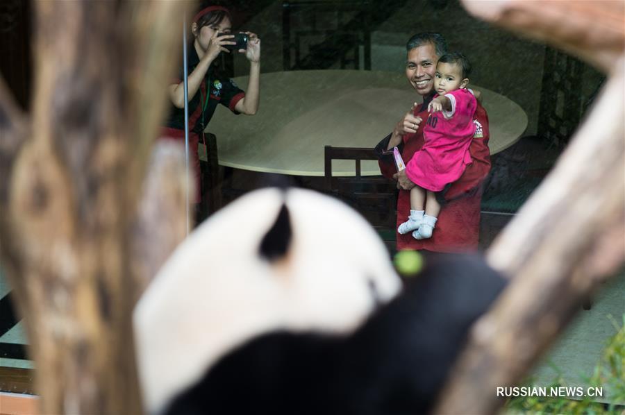 Две больших панды из Китая в зоопарке Индонезии