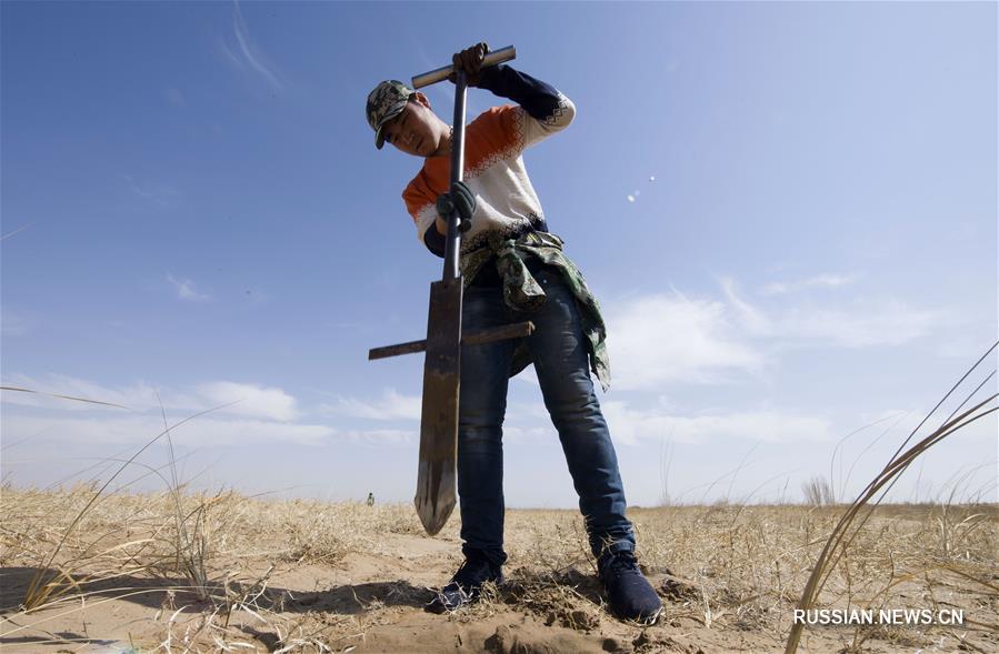 Озеленительные работы в пустыне Улан-Бух