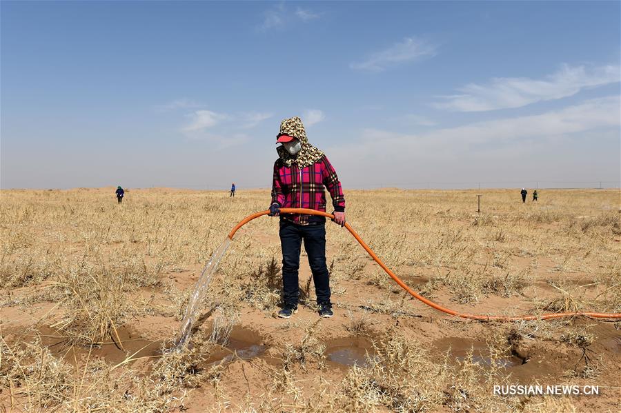 Озеленительные работы в пустыне Улан-Бух