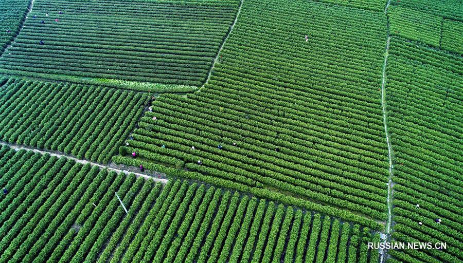 Сбор раннего чая в уезде Пинли