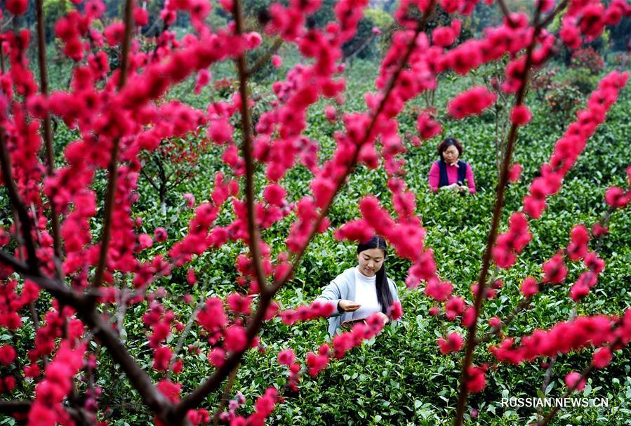 Сбор раннего чая в уезде Пинли