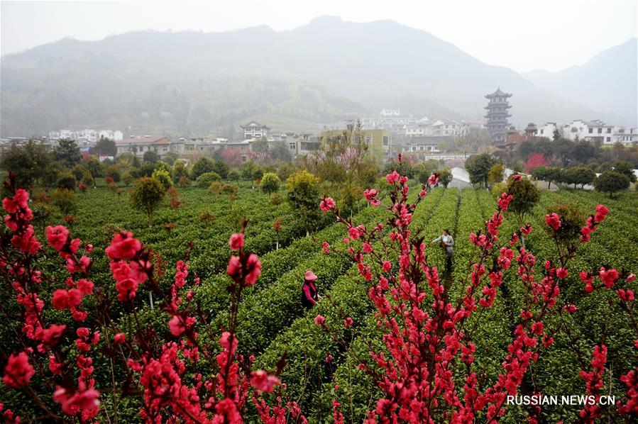 Сбор раннего чая в уезде Пинли
